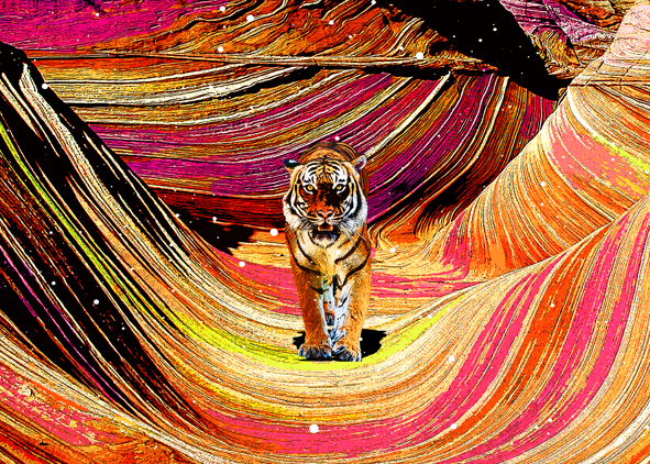 leon terashima, THE TIGER