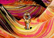 THE TIGER.jpg